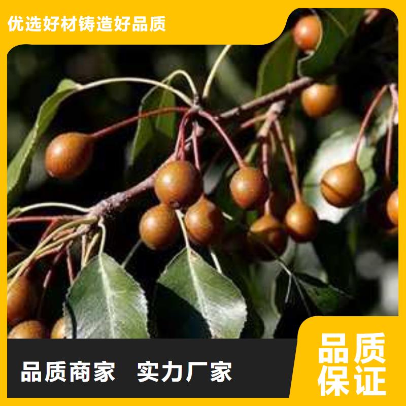 杜梨海棠苗用心制作