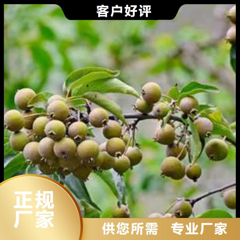 杜梨 瑞蟠101桃树苗一站式采购方便省心
