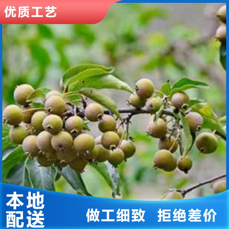 杜梨海棠苗用心制作