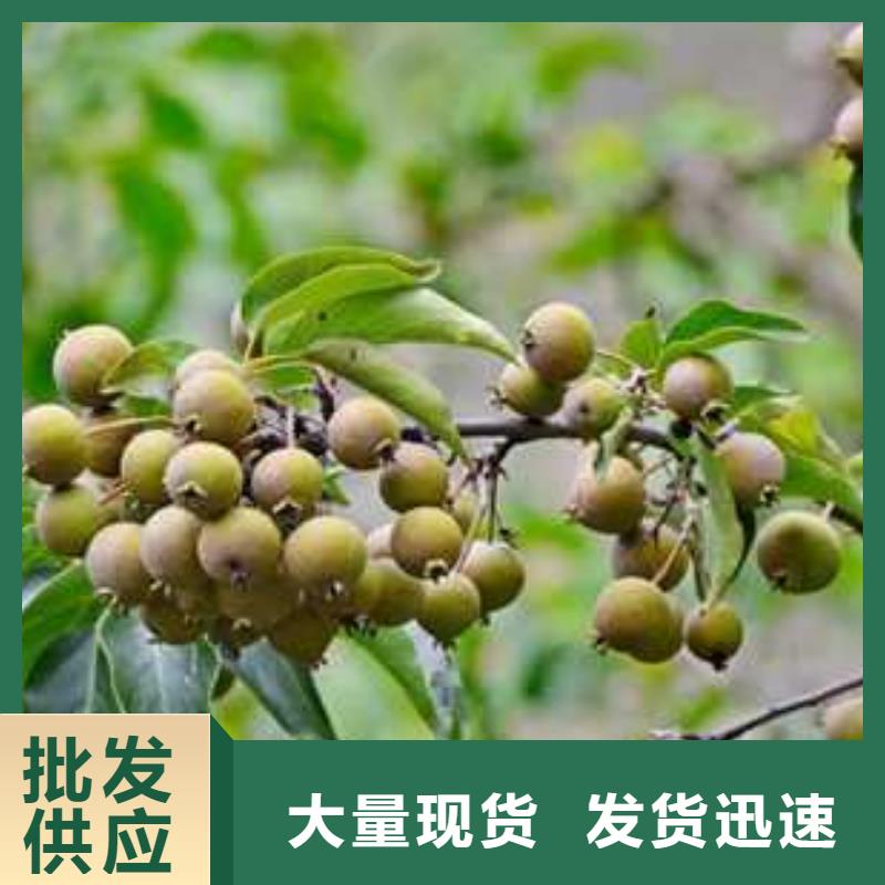 杜梨海棠苗用心制作