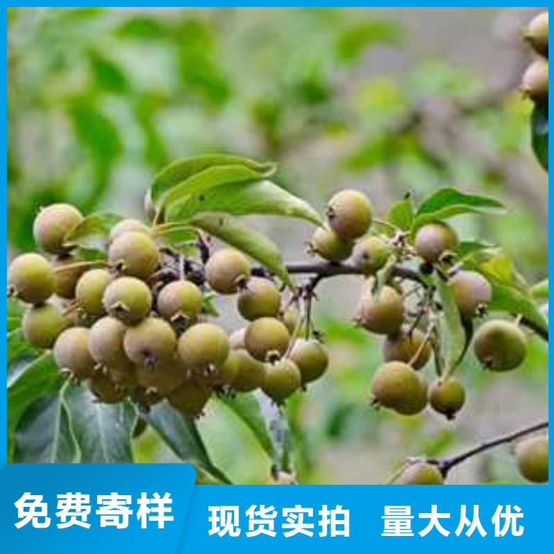 杜梨海棠苗用心制作