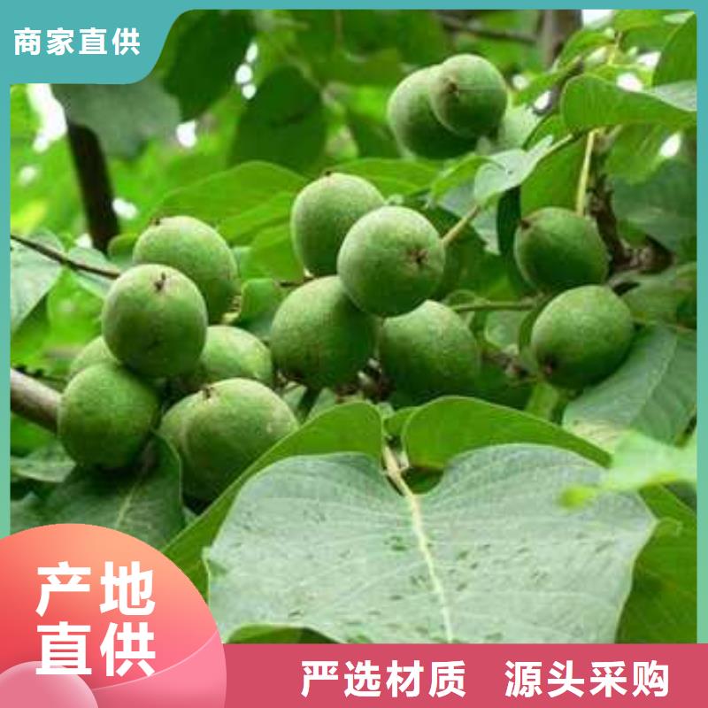 杜梨海棠苗用心制作