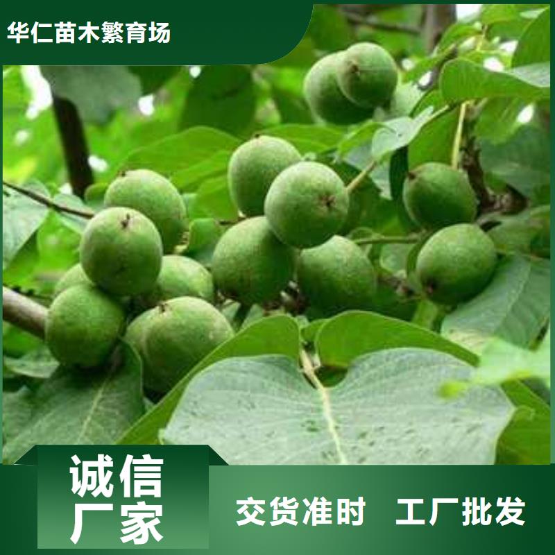 杜梨海棠苗用心制作