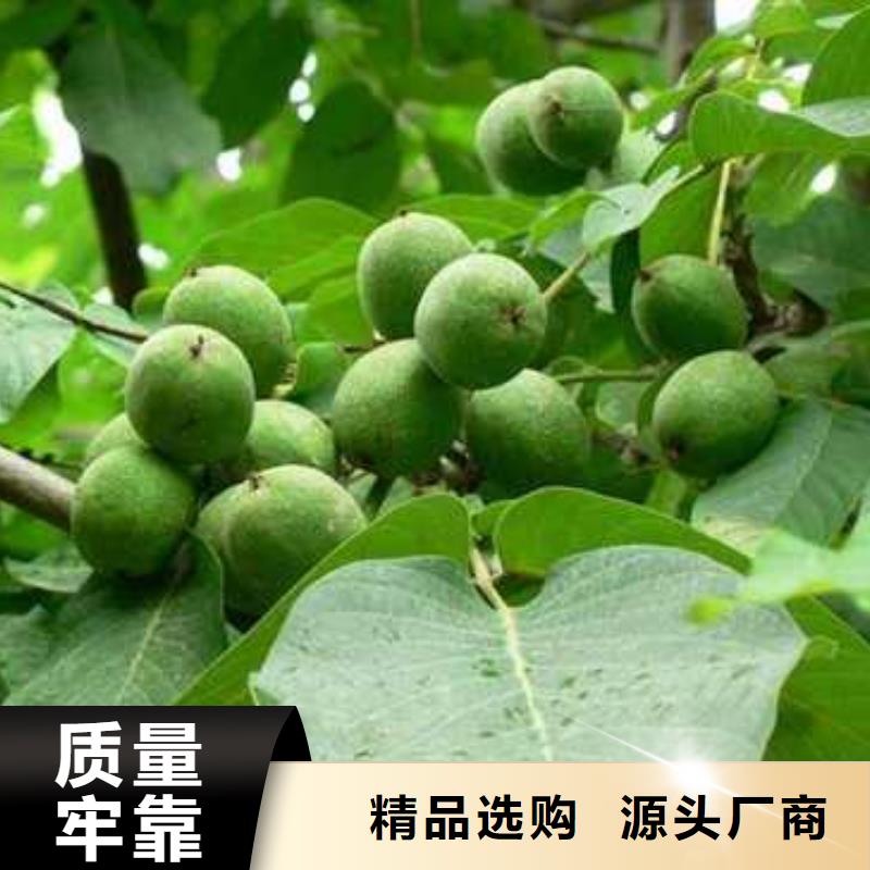 杜梨海棠苗用心制作