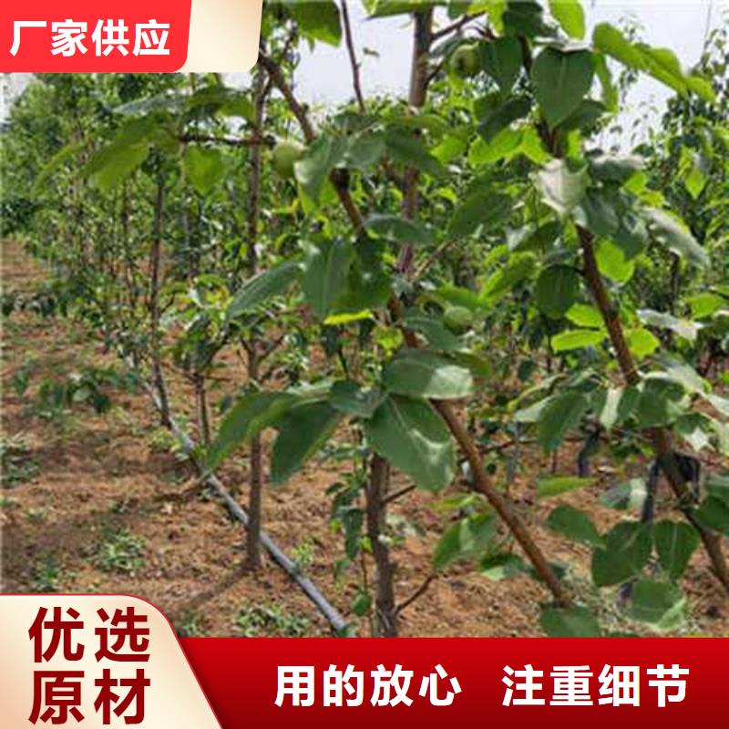 杜梨海棠苗用心制作