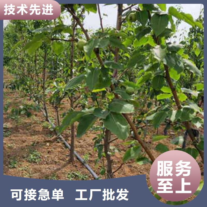 杜梨海棠苗用心制作