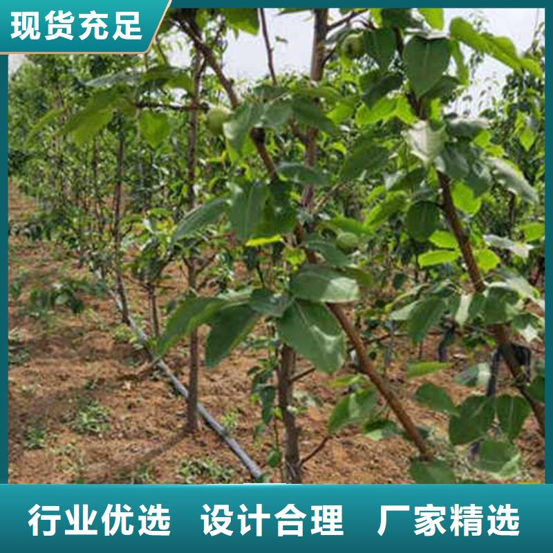 杜梨海棠苗用心制作