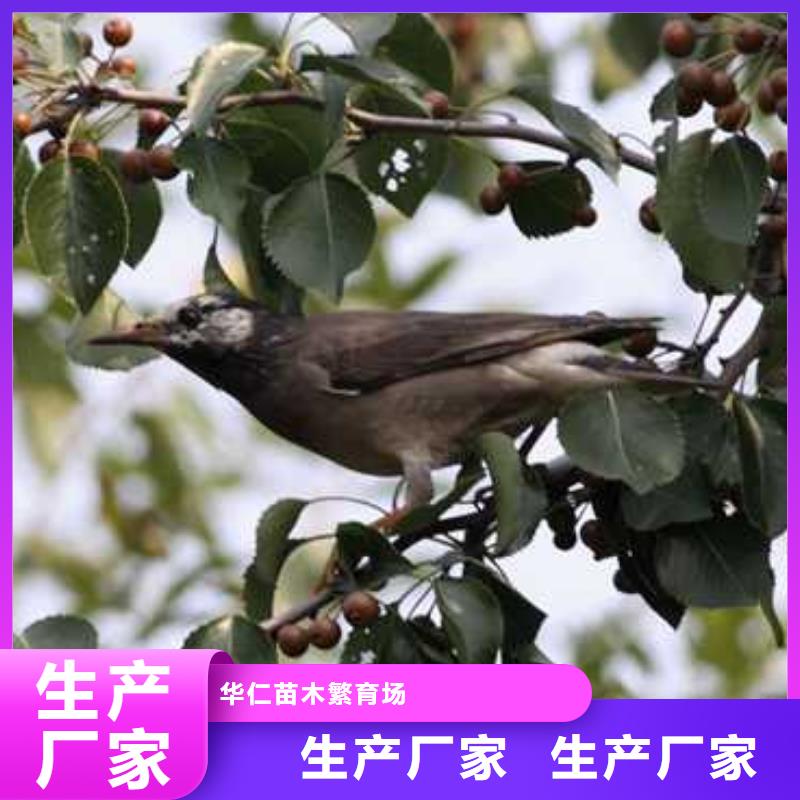 杜梨海棠苗用心制作