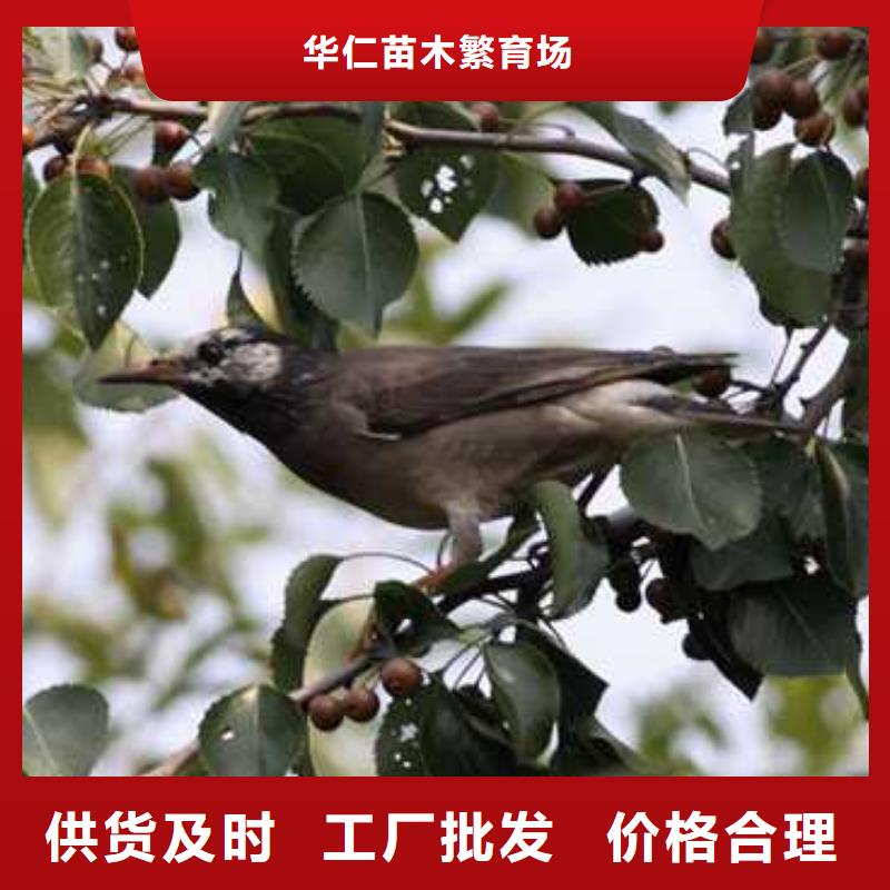 杜梨海棠苗用心制作