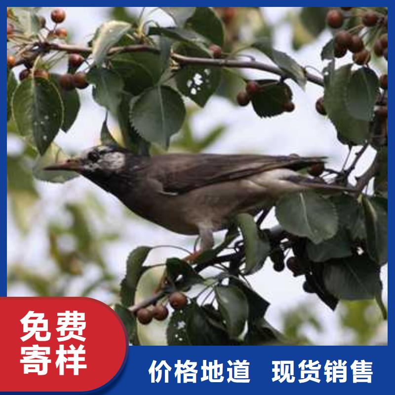 杜梨海棠苗用心制作