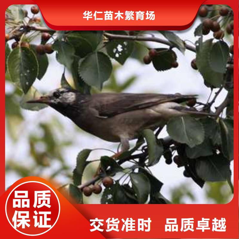 杜梨海棠苗用心制作