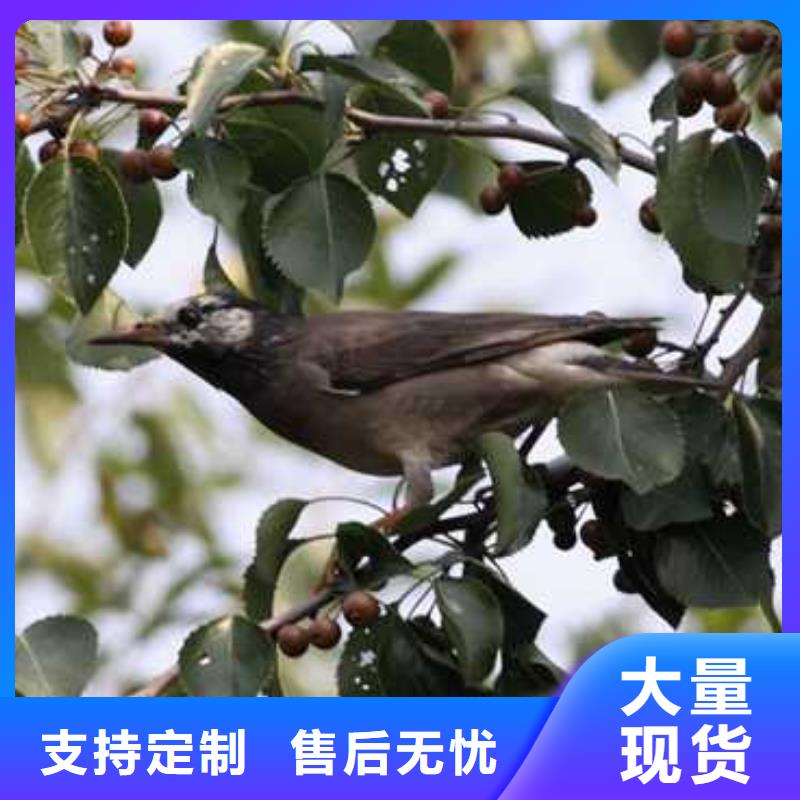 杜梨 瑞蟠101桃树苗一站式采购方便省心