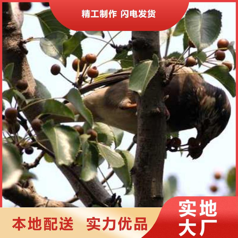 杜梨海棠苗用心制作