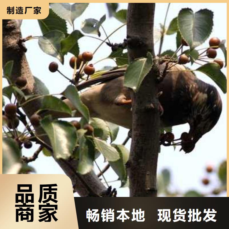 杜梨海棠苗用心制作