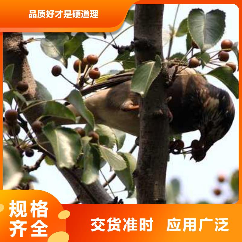 杜梨海棠苗用心制作