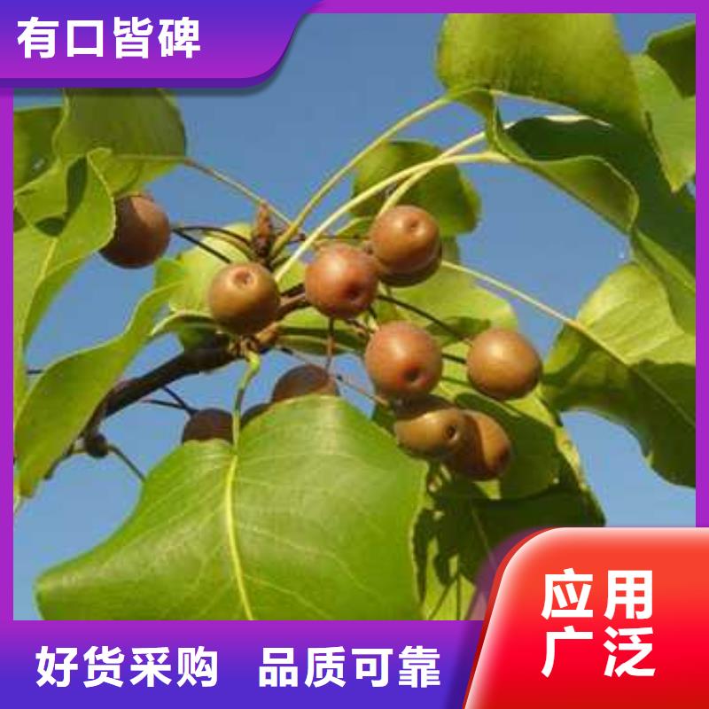 杜梨 瑞蟠101桃树苗一站式采购方便省心