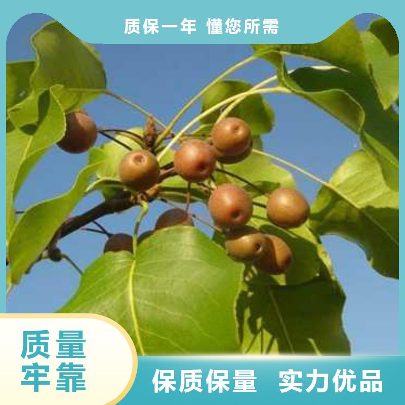 杜梨海棠苗用心制作