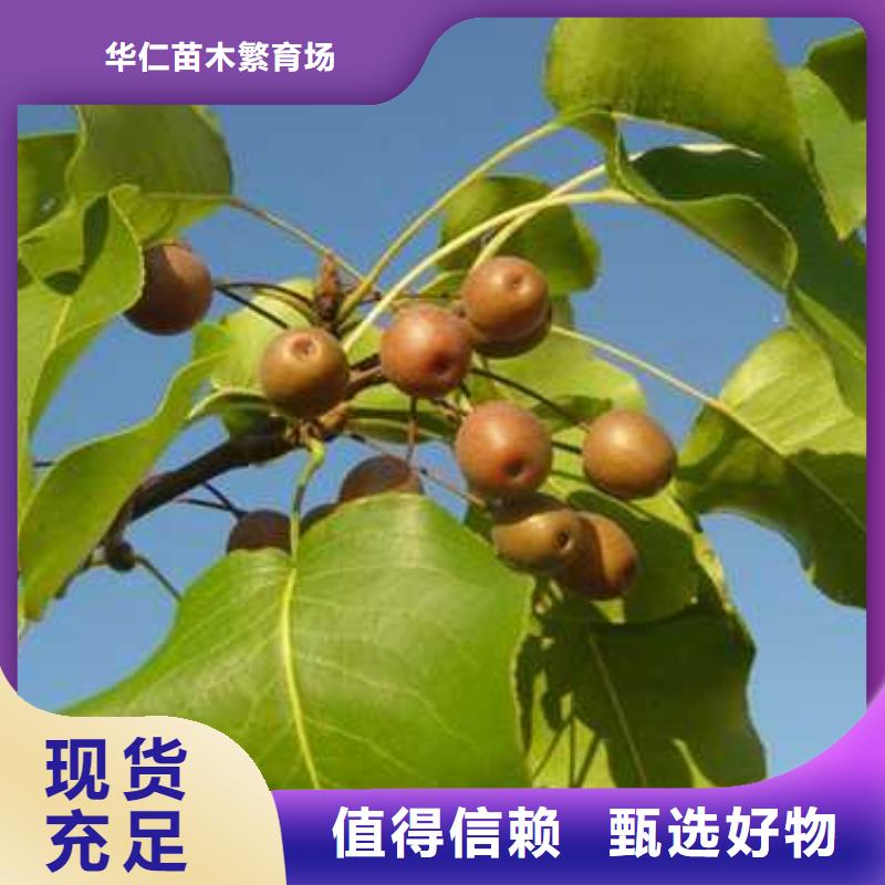 杜梨海棠苗用心制作