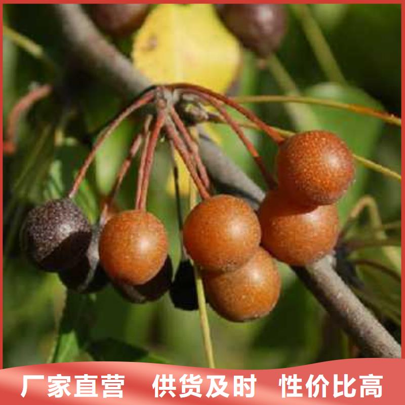 杜梨海棠苗用心制作