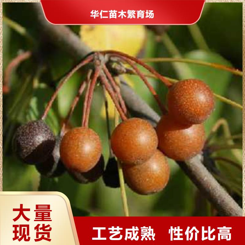 杜梨 瑞蟠101桃树苗一站式采购方便省心