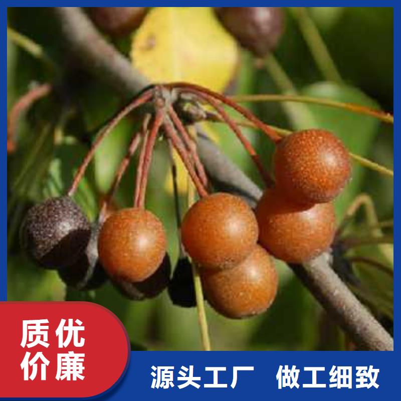 杜梨海棠苗用心制作