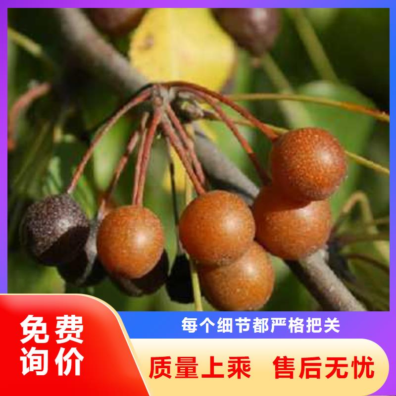 杜梨海棠苗用心制作