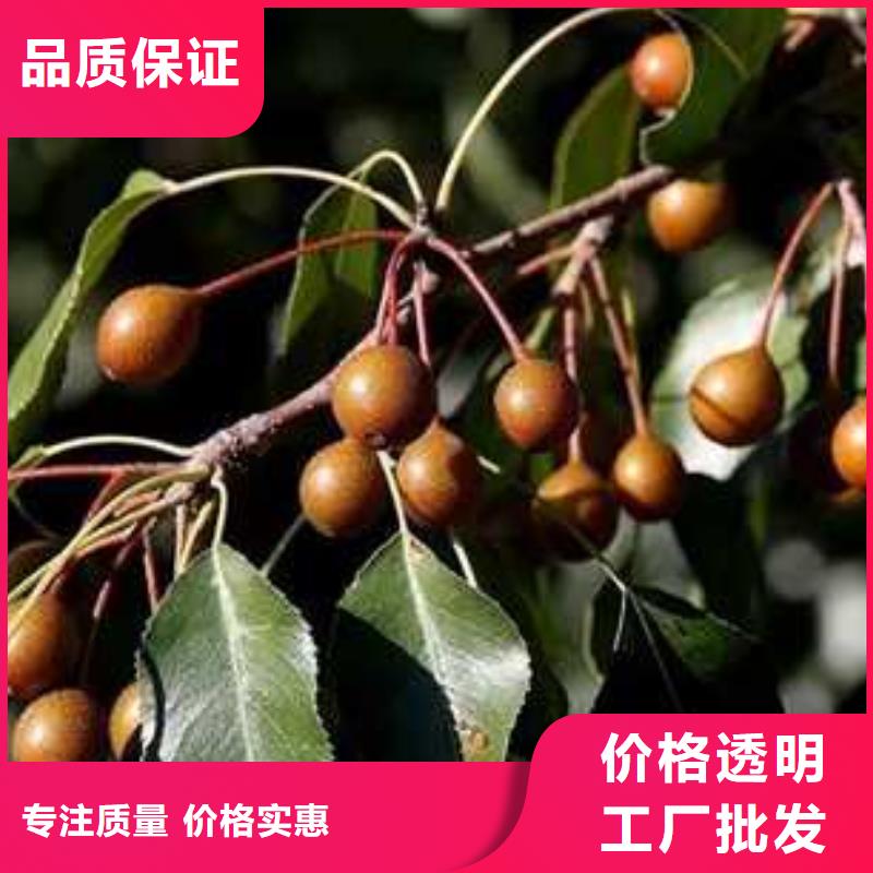 杜梨海棠苗用心制作