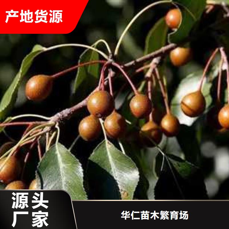 杜梨海棠苗用心制作