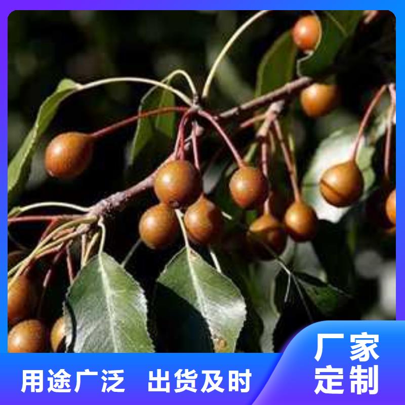 杜梨海棠苗用心制作