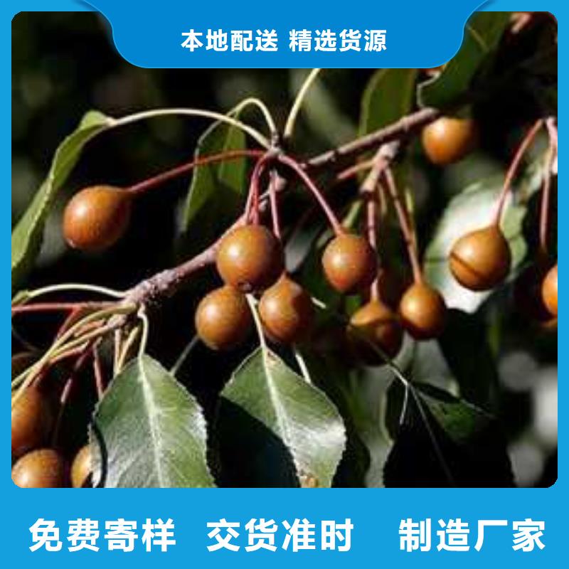 杜梨 瑞蟠101桃树苗一站式采购方便省心