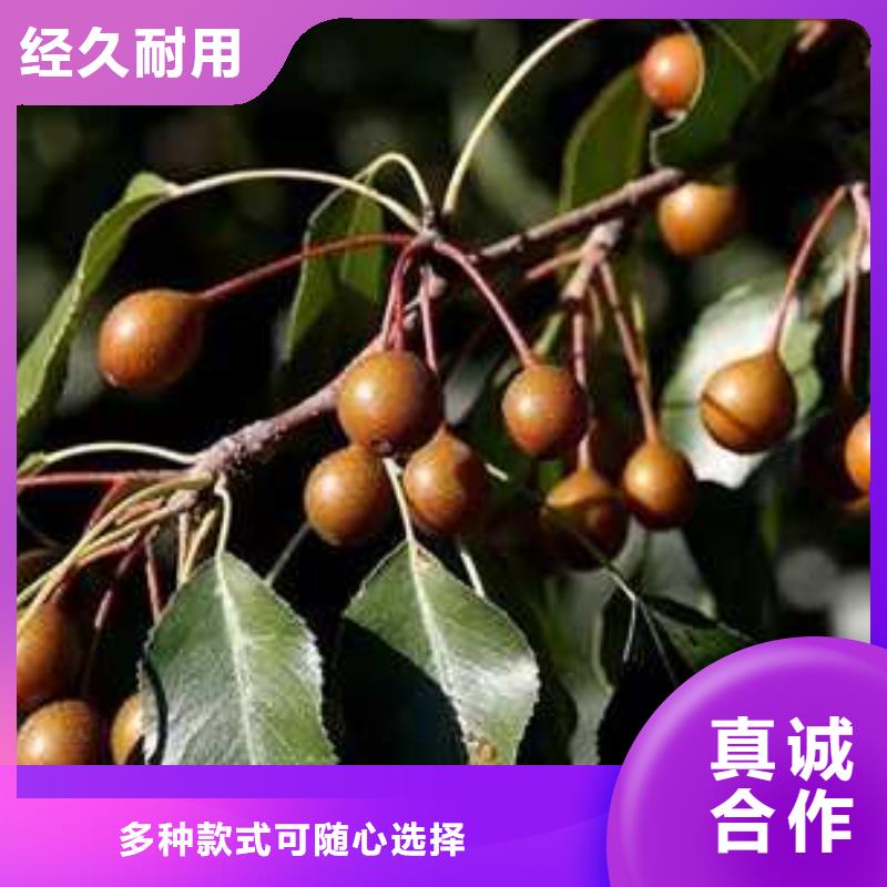 杜梨海棠苗用心制作