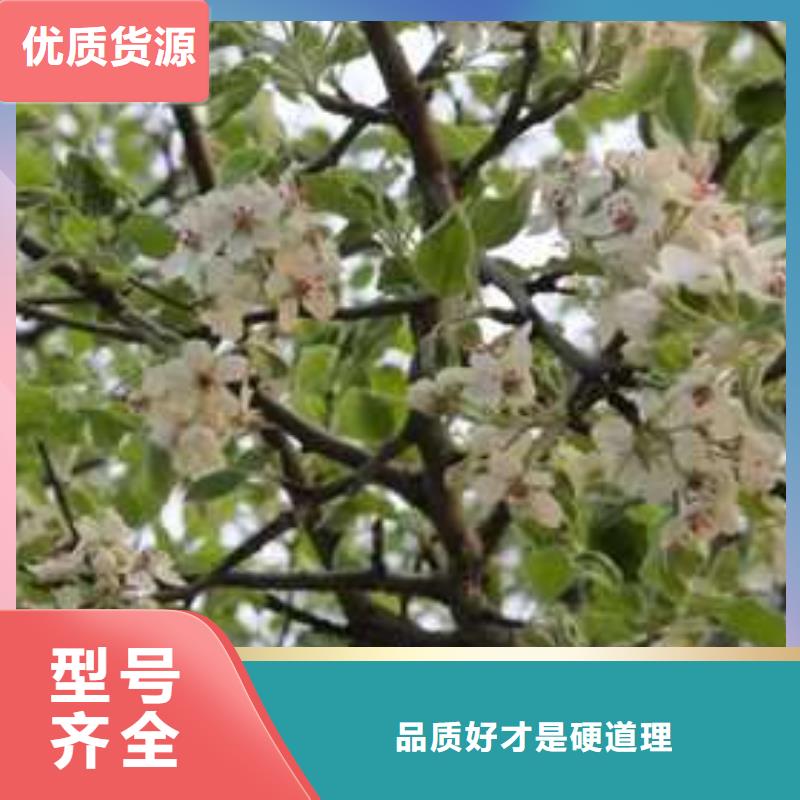 杜梨海棠苗用心制作