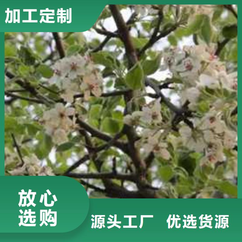 杜梨海棠苗用心制作