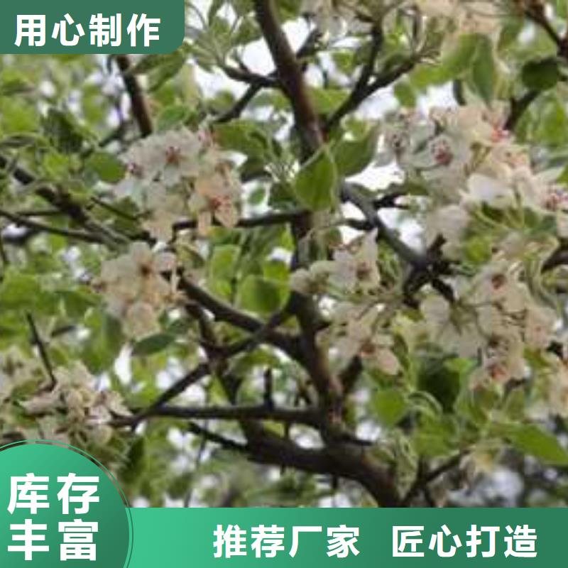 杜梨海棠苗用心制作