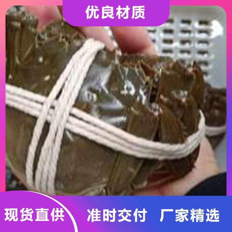 蟹阳澄湖大闸蟹到哪里买专业设计
