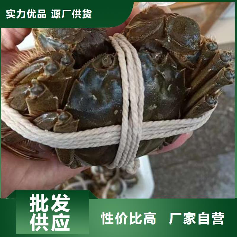 蟹,阳澄湖大闸蟹到哪里买源厂供货