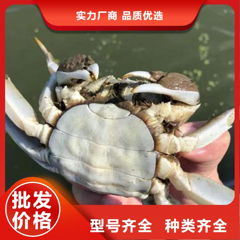 蟹阳澄湖大闸蟹直营店质量层层把关