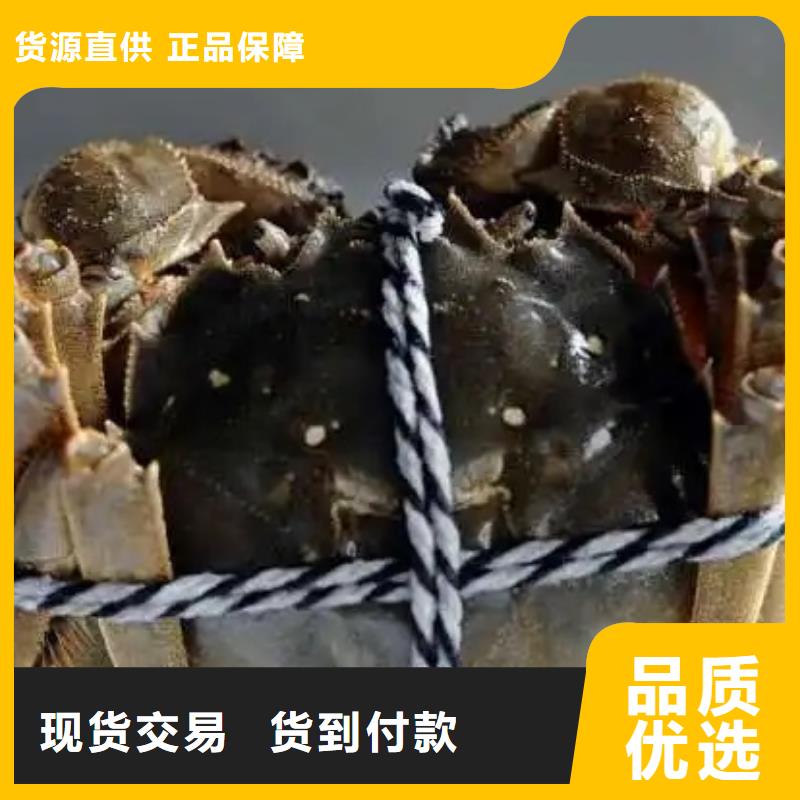 蟹阳澄湖大闸蟹直营店质量层层把关