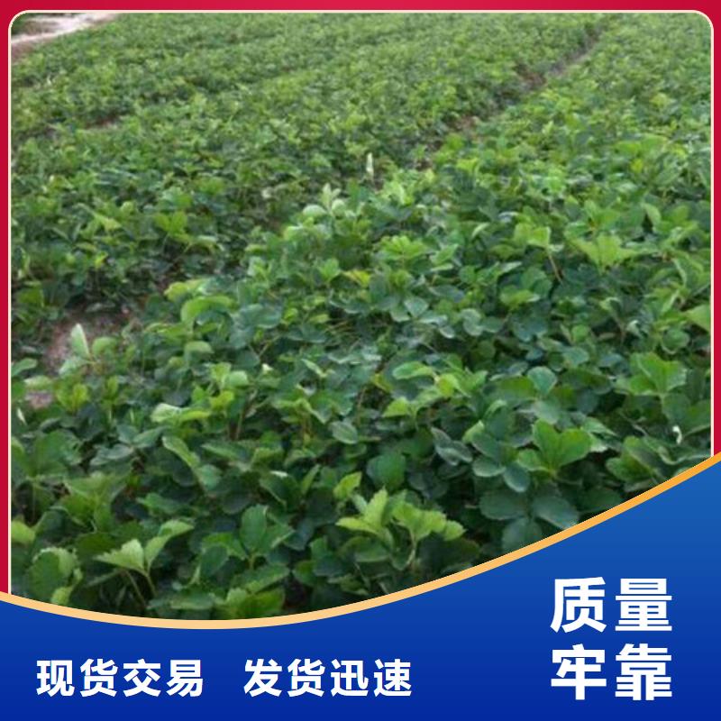 草莓苗-黄金苹果树苗基地海量现货直销