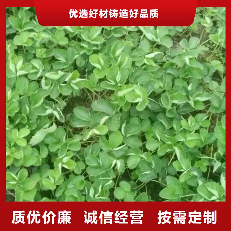 草莓苗-黄金苹果树苗基地海量现货直销