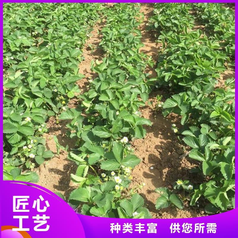 草莓苗无籽葡萄树苗质量层层把关