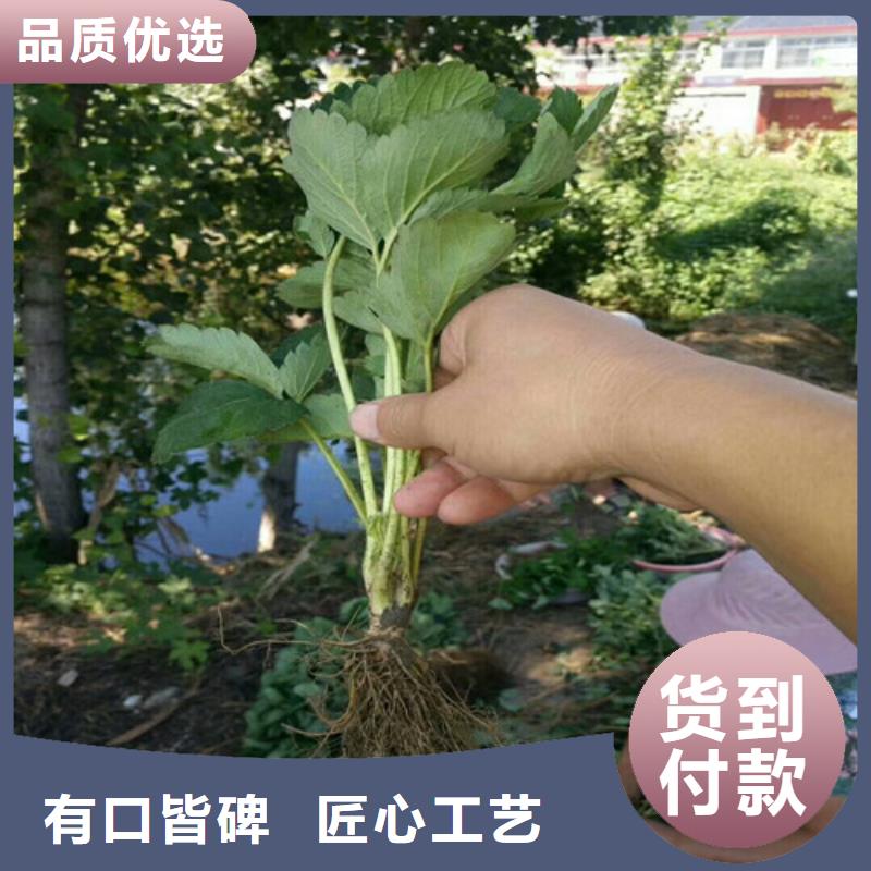 草莓苗无籽葡萄树苗质量层层把关