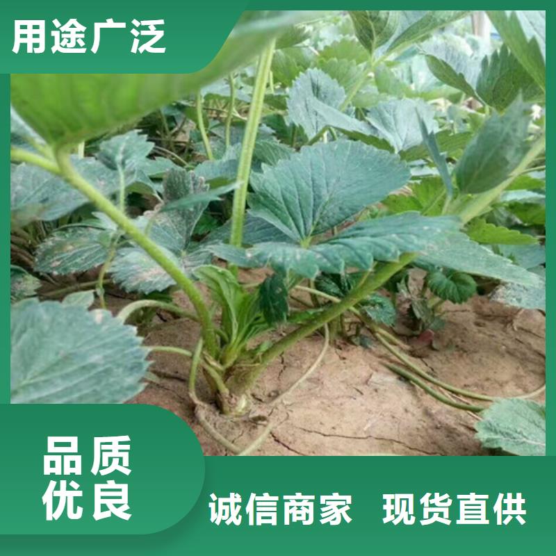 草莓苗-黄金苹果树苗基地海量现货直销