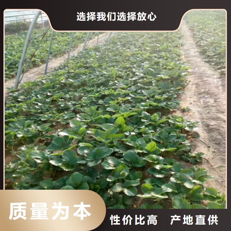 草莓苗无籽葡萄树苗质量层层把关