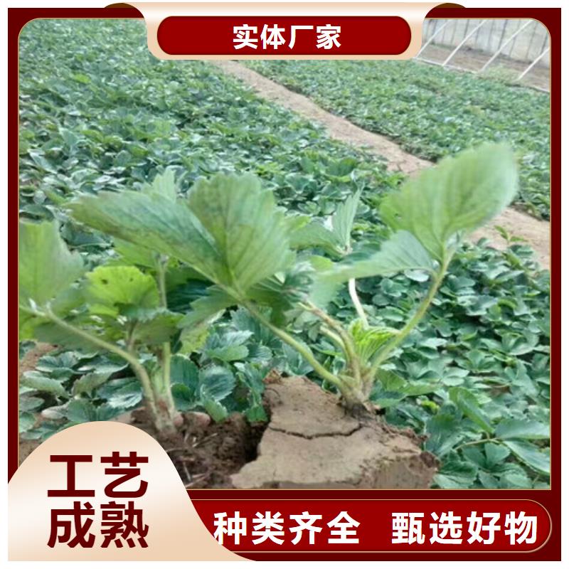 草莓苗-黄金苹果树苗基地海量现货直销