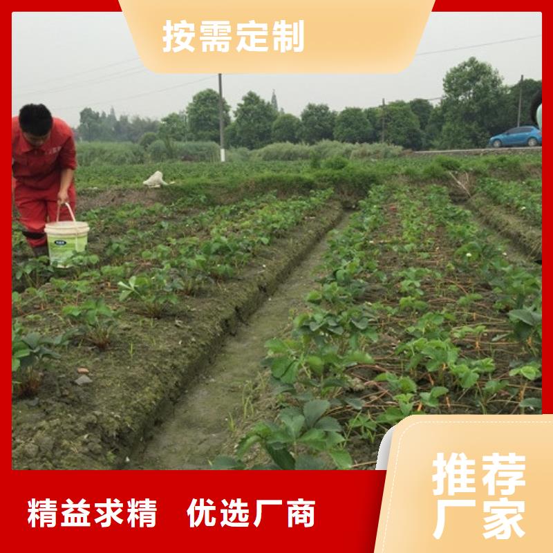 草莓苗无籽葡萄树苗质量层层把关