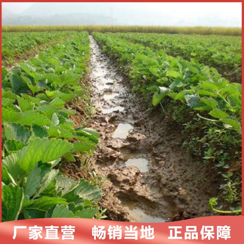 草莓苗-黄金苹果树苗基地海量现货直销