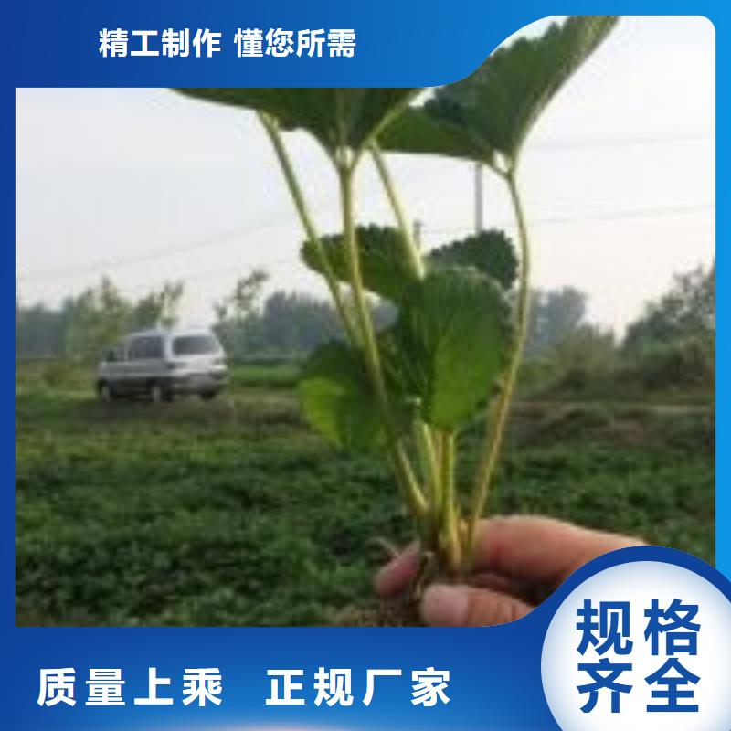 草莓苗-黄金苹果树苗基地海量现货直销