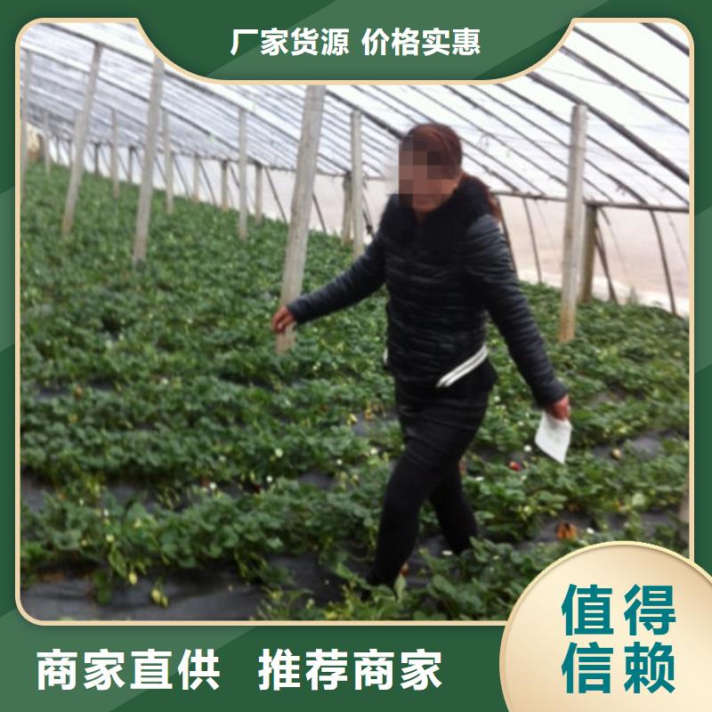 草莓苗无籽葡萄树苗质量层层把关