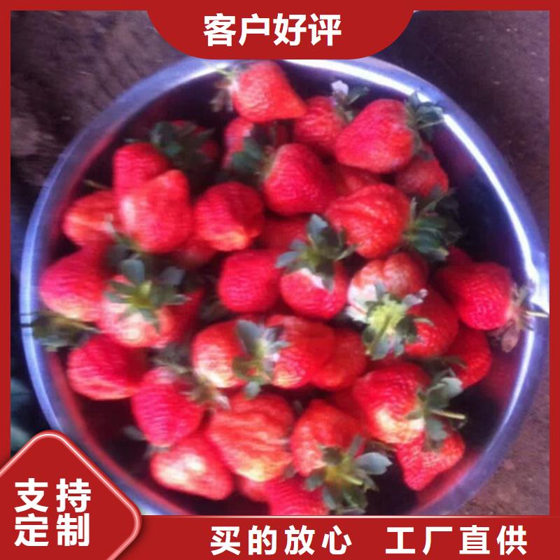 草莓苗-黄金苹果树苗基地海量现货直销